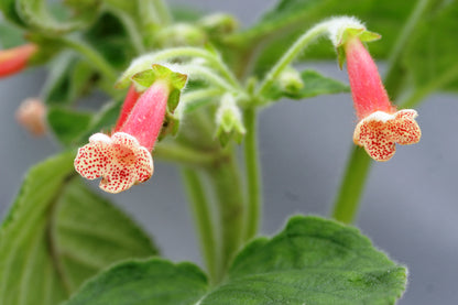 Kohleria Bristol's First Born