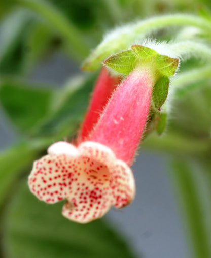 Kohleria Bristol's First Born