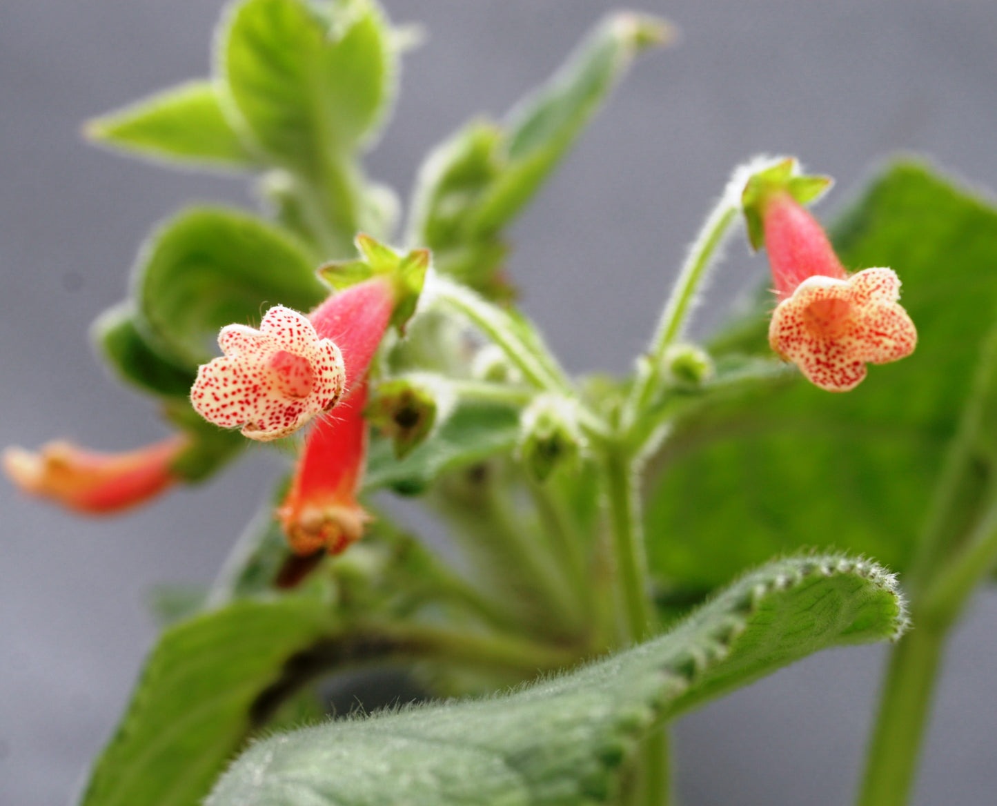 Kohleria Bristol's First Born