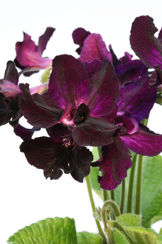 Streptocarpus Bristol's Black Bird - Dibleys