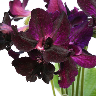 Streptocarpus Bristol's Black Bird