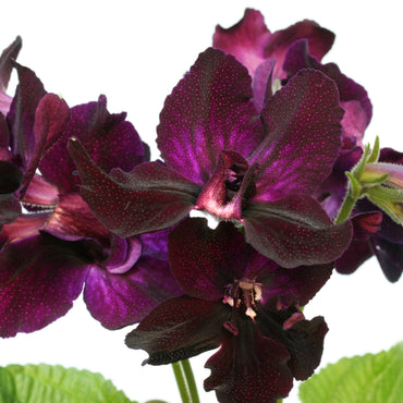 Streptocarpus Bristol's Black Bird