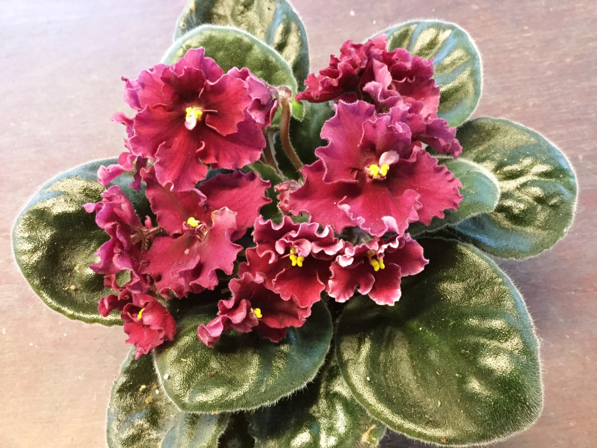 Saintpaulia Buffalo Hunt - Dibleys