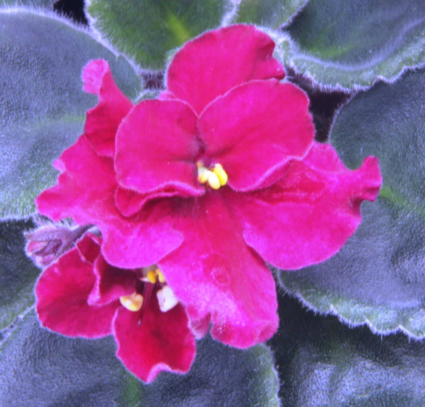 Saintpaulia Buffalo Hunt - Dibleys