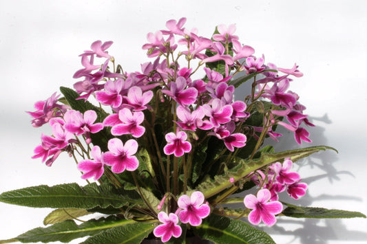 Streptocarpus Caitlin - Dibleys
