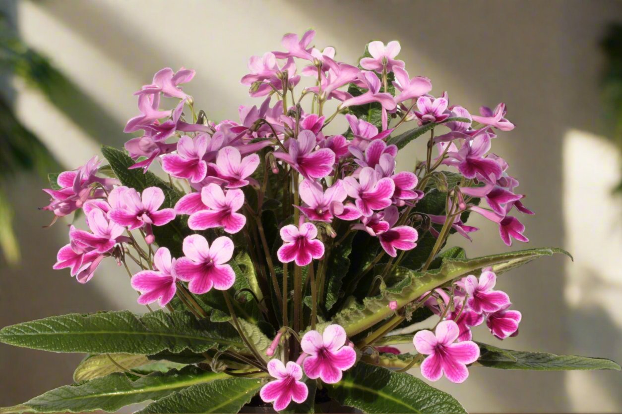 A Collection of Streptocarpus (our selection) - Dibleys
