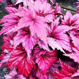 Begonia Candy Queen