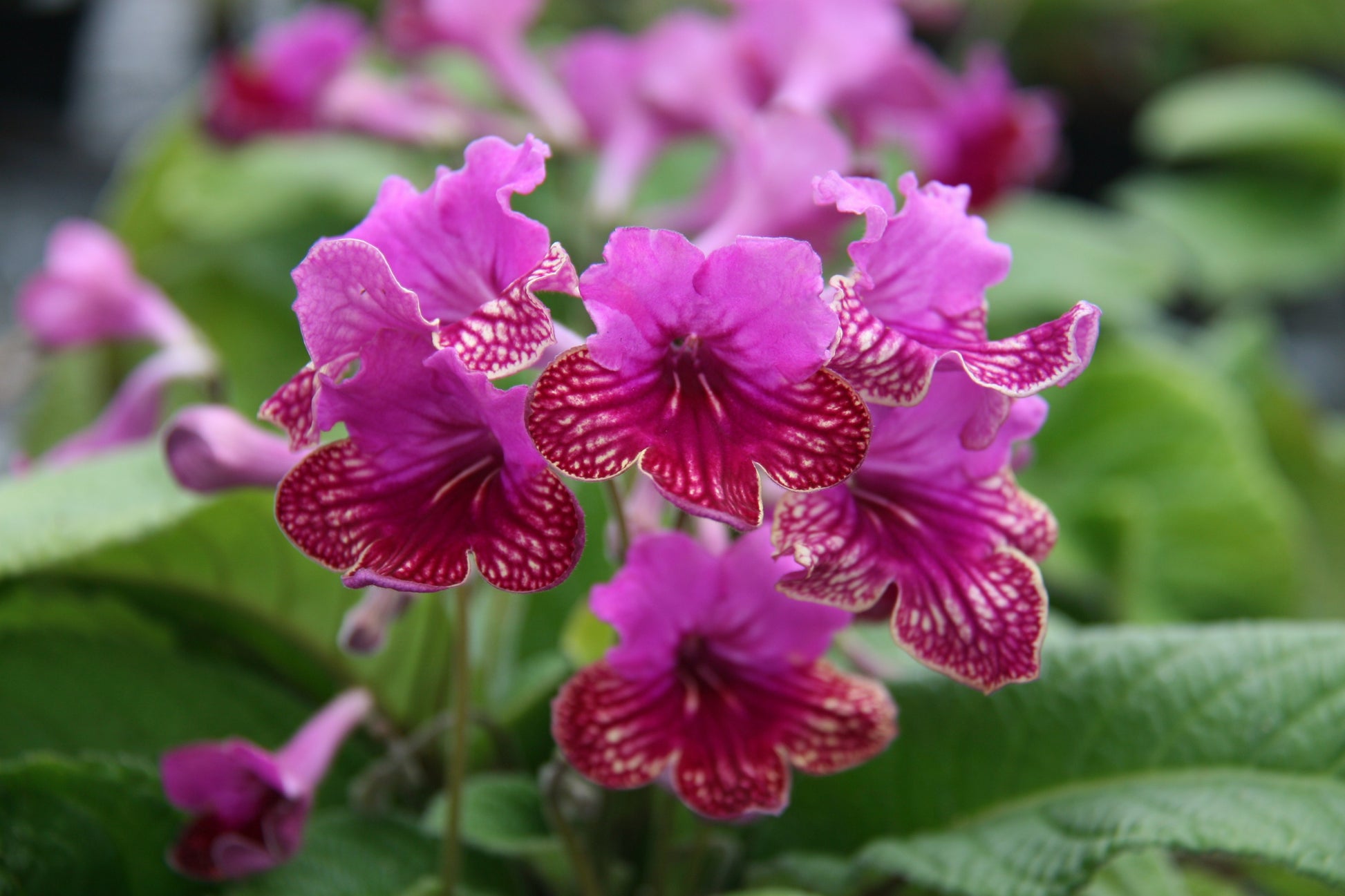 A Collection of Streptocarpus (our selection) - Dibleys
