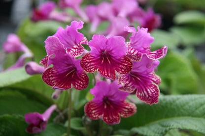 A Collection of Streptocarpus (our selection) - Dibleys