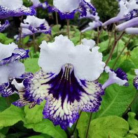 Streptocarpus Carnival