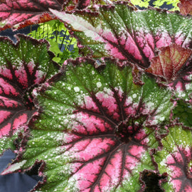 Begonia Casey Corwin