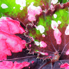 Begonia Casey Corwin