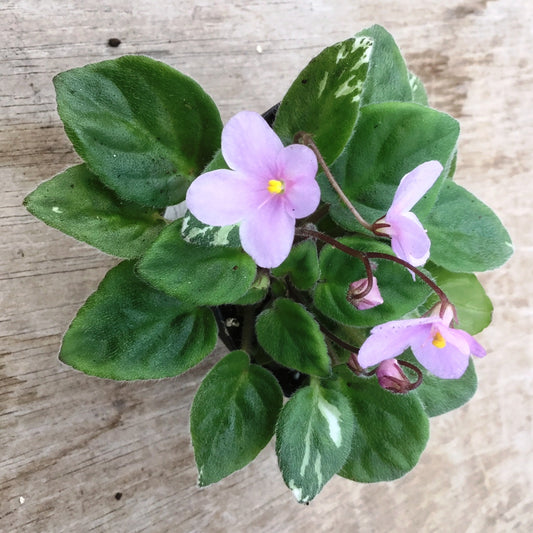 Saintpaulia Cedar Creek Trail of Hope