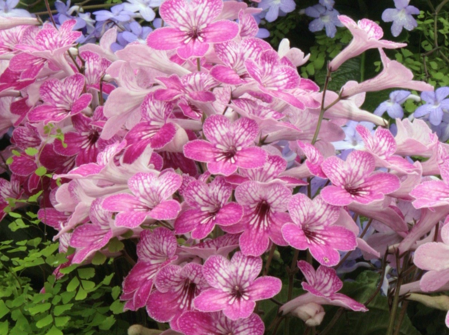 A Collection of Streptocarpus (our selection) - Dibleys