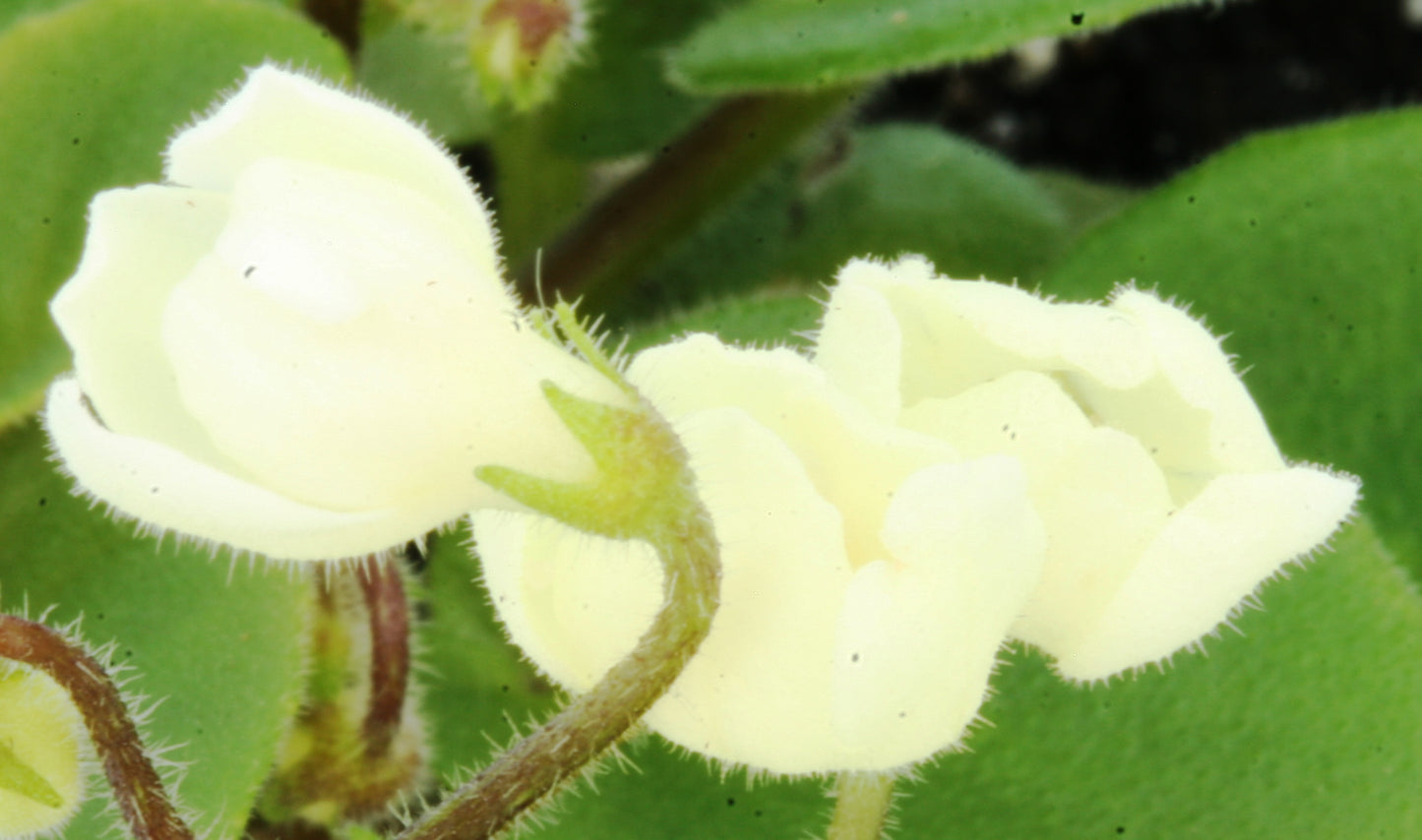 Saintpaulia Chantaspring - Dibleys