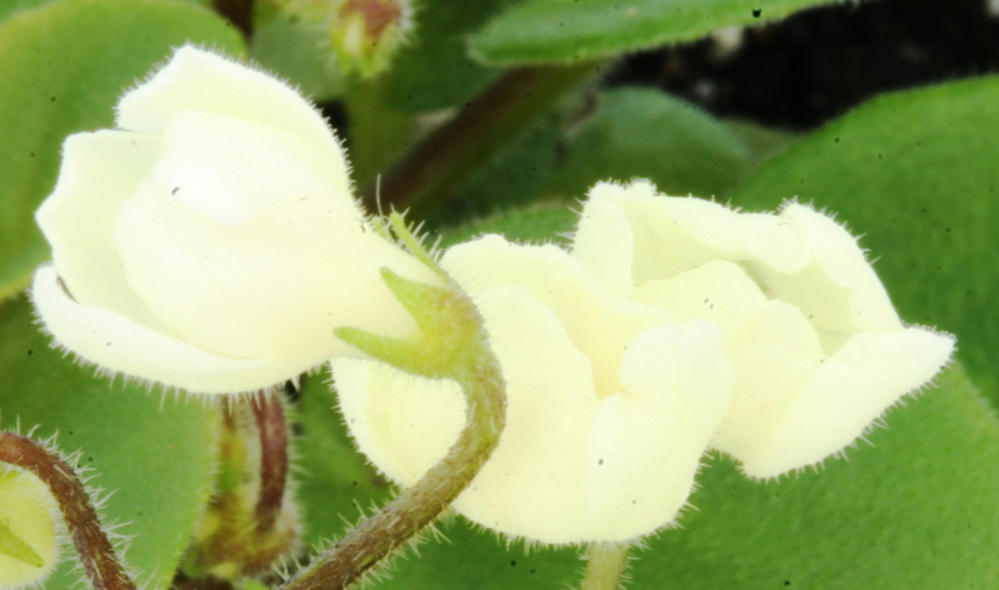 Saintpaulia Chantaspring - Dibleys