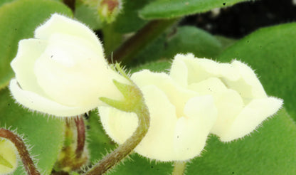 Saintpaulia Chantaspring - Dibleys