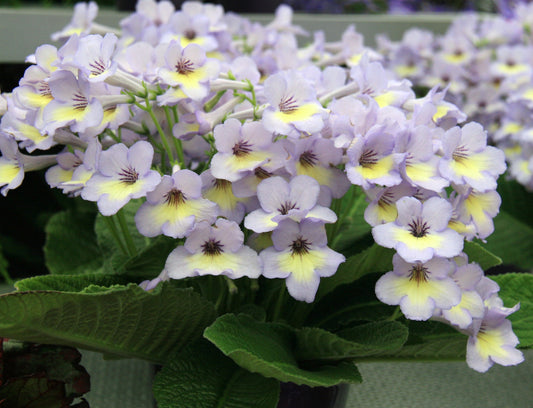 Streptocarpus Charlotte - Dibleys