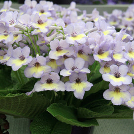 Streptocarpus Charlotte