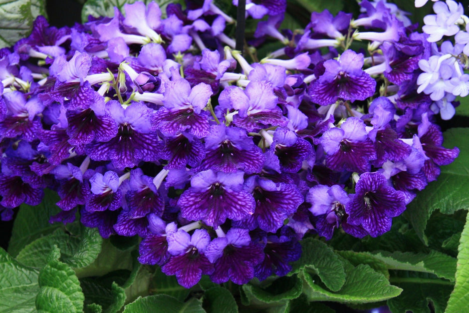Streptocarpus Plug Plants – Dibleys