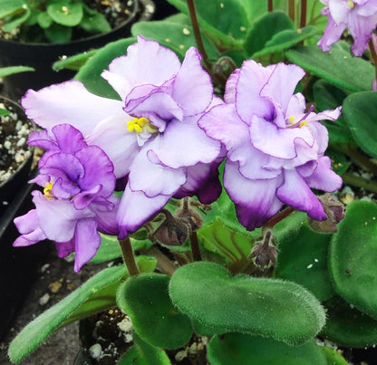 Chiffon Fiesta - Dibleys