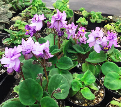 Chiffon Fiesta - Dibleys