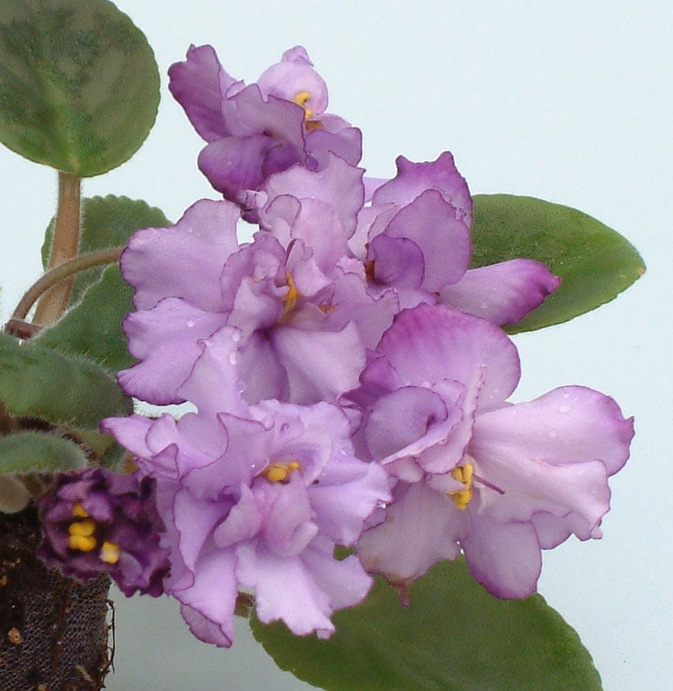 Chiffon Fiesta - Dibleys