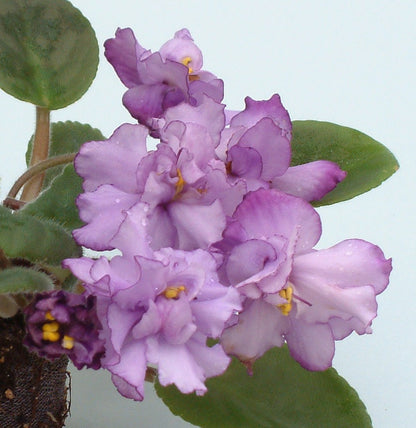 Chiffon Fiesta - Dibleys