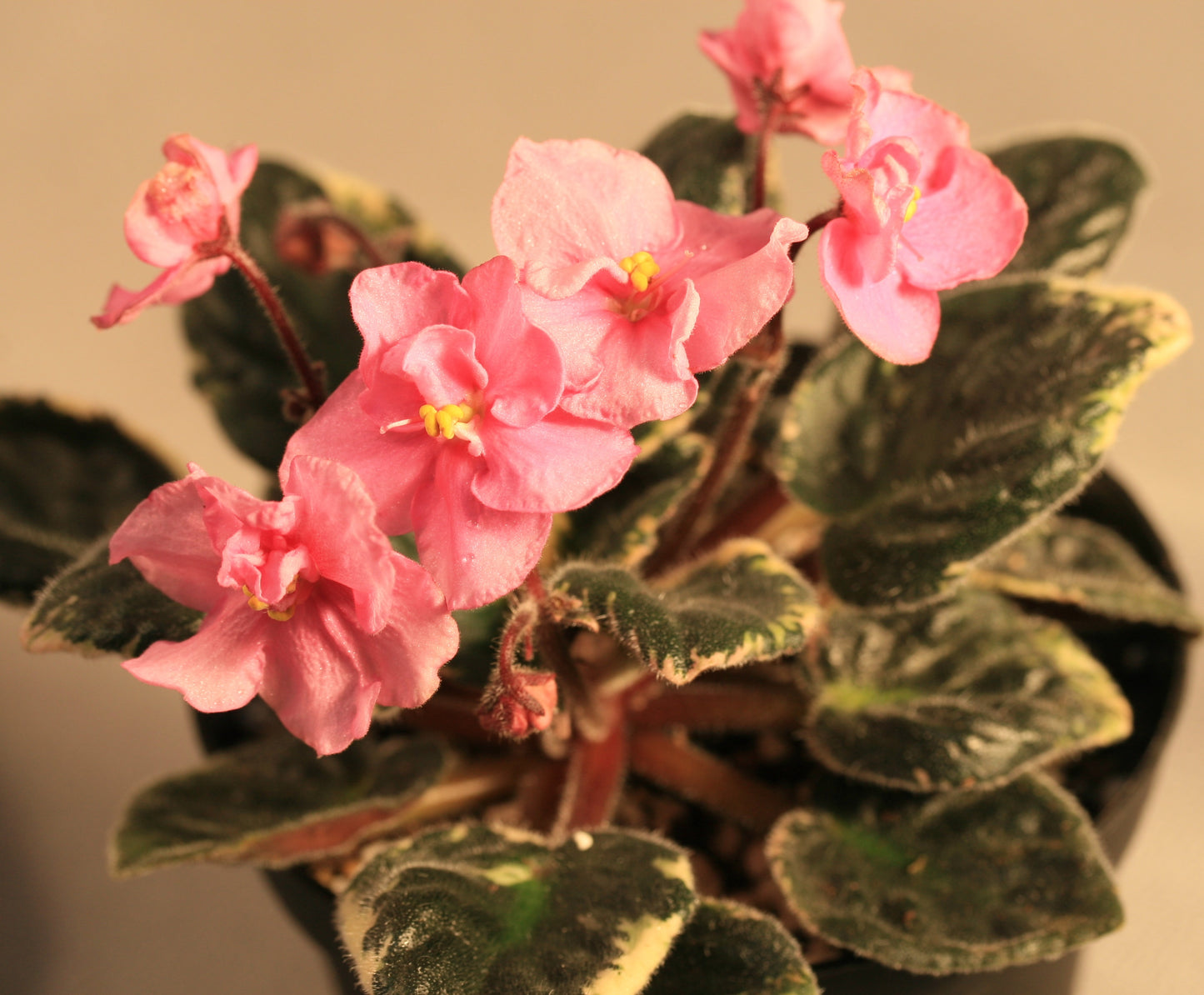 Chiffon Pageant - Dibleys