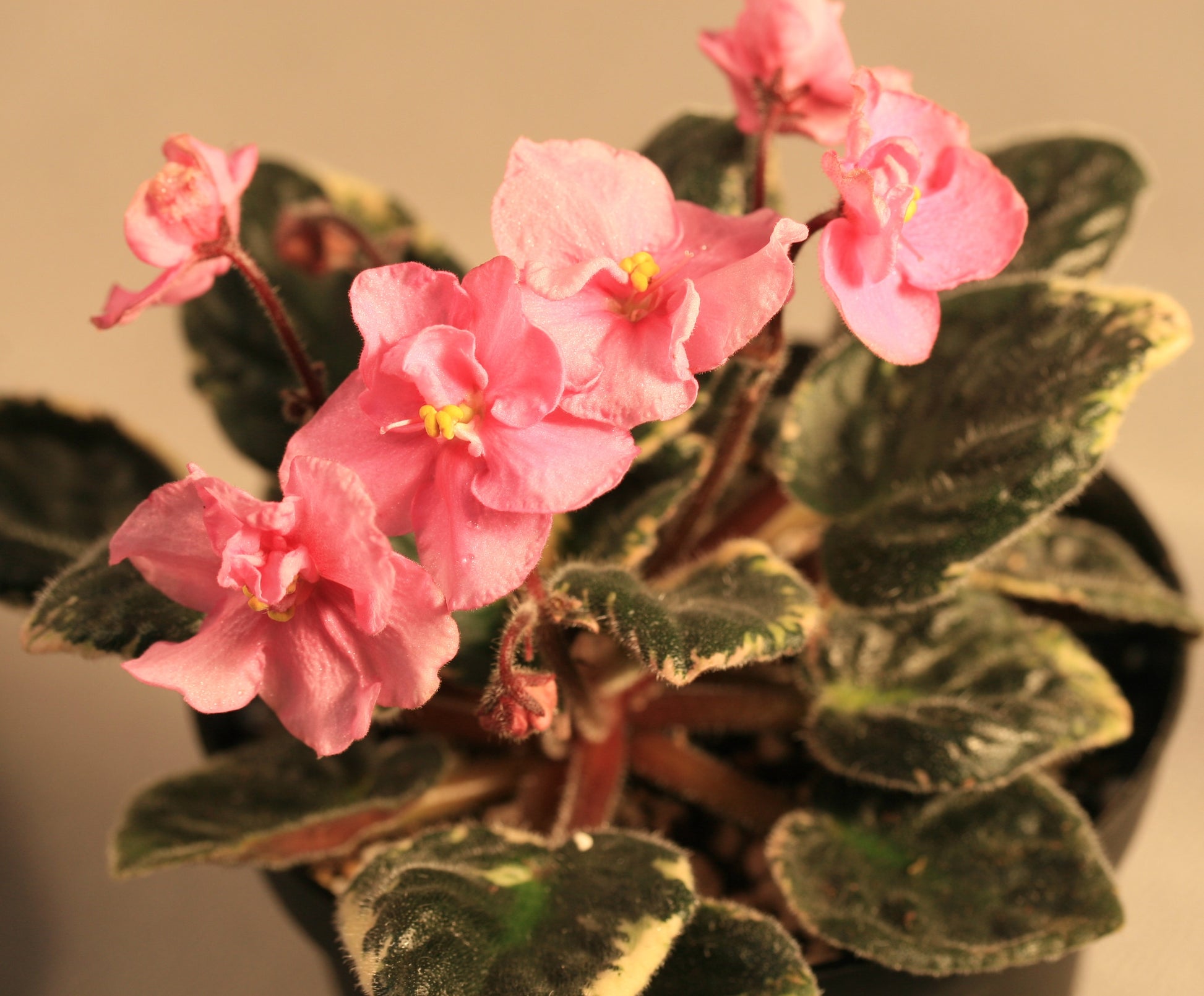 Chiffon Pageant - Dibleys