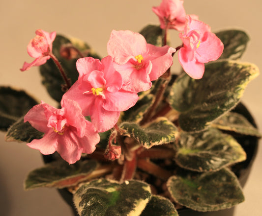 Chiffon Pageant - Dibleys