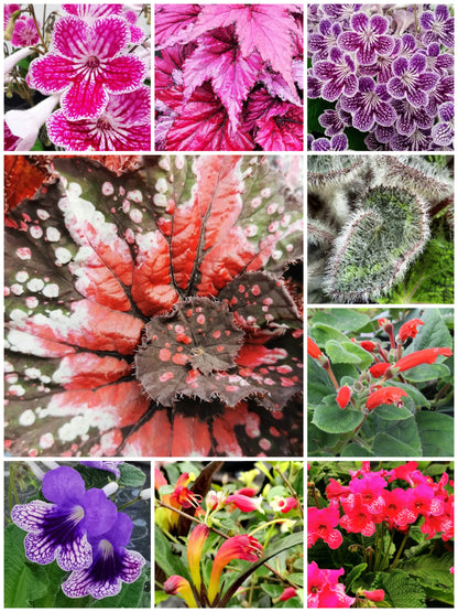 Plug Plants/Starter Plants: All plug plants will be re-listed and available to order from mid January 2024 for March onwards delivery.