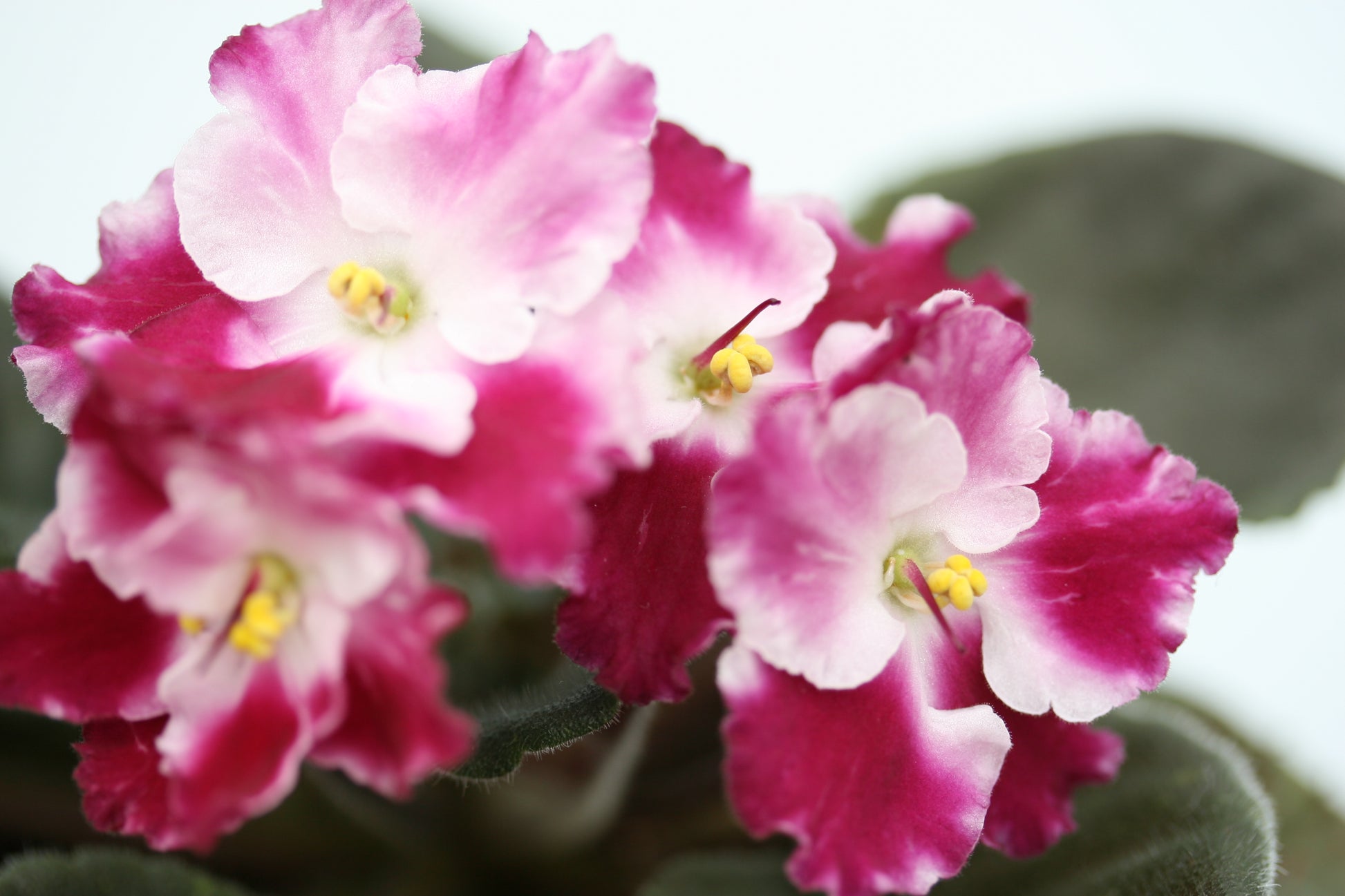 Crimson Ice - Dibleys