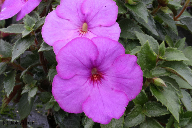 Achimenes Crummock Water - Dibleys
