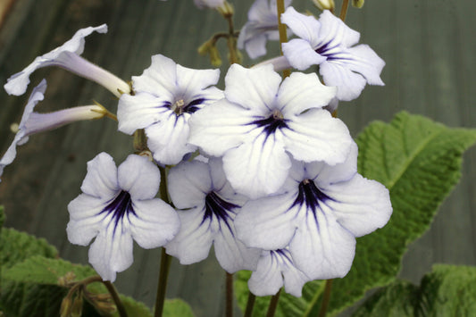 Streptocarpus Crystal Beauty - Dibleys