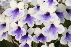 Streptocarpus Crystal Ice - Dibleys