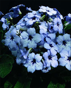 A Collection of Crystal Streptocarpus - Dibleys