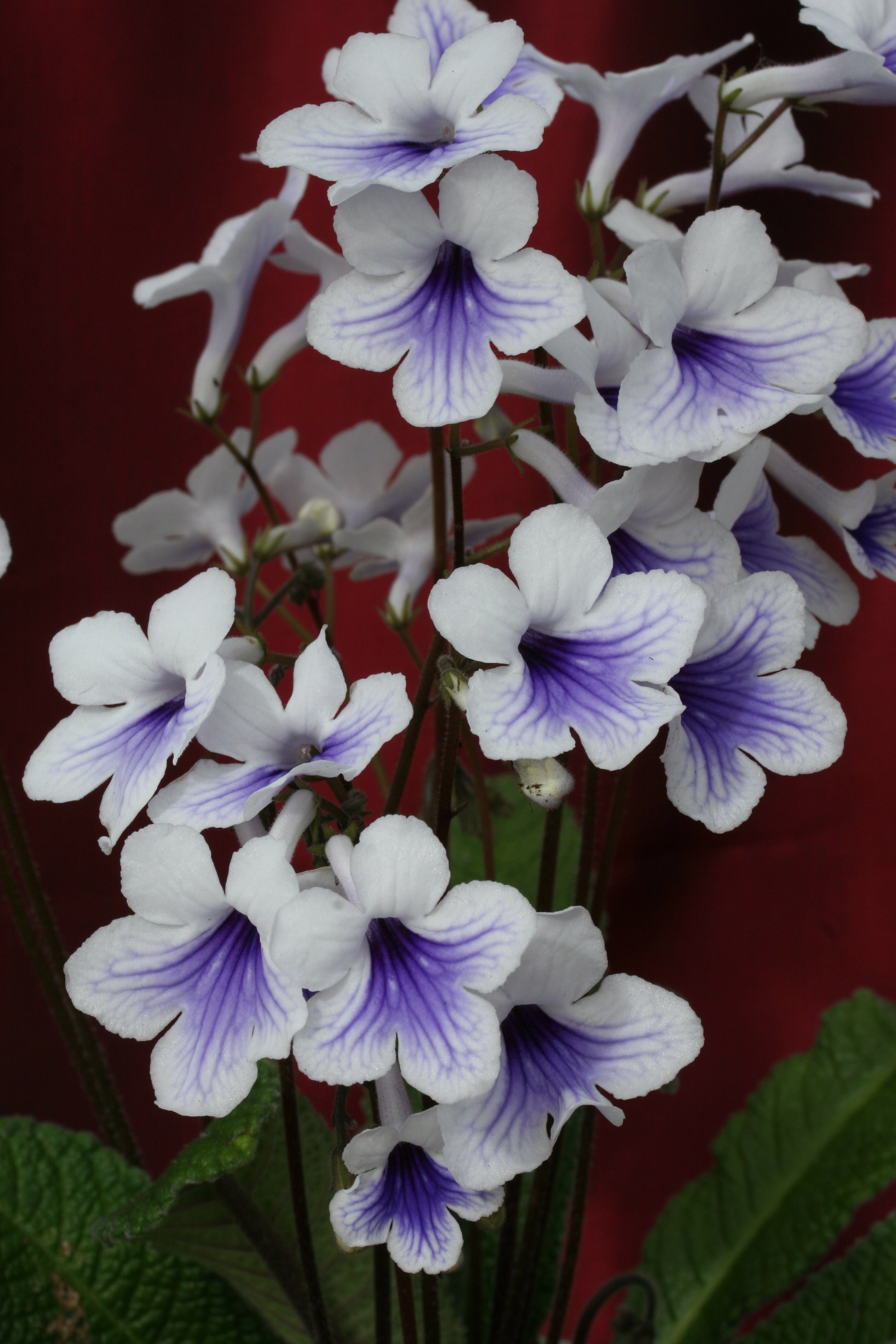 A Collection of Crystal Streptocarpus - Dibleys