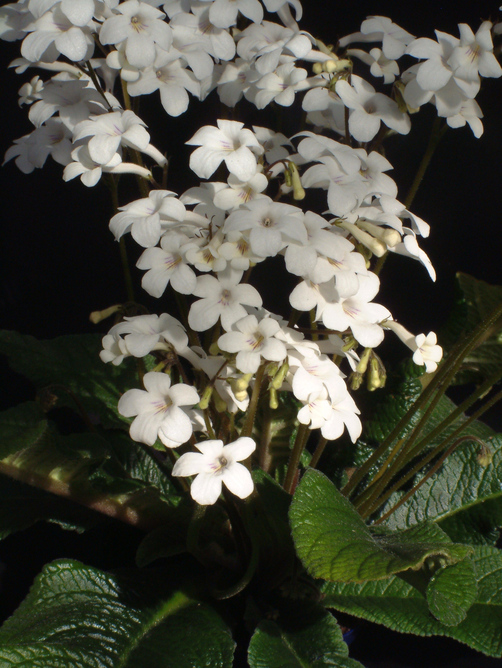 A Collection of Crystal Streptocarpus - Dibleys