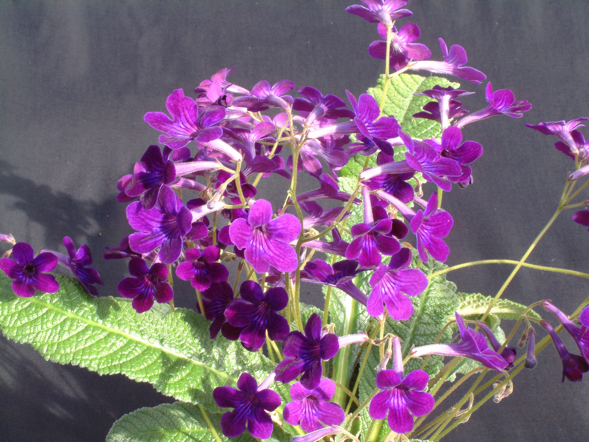 A Collection of Crystal Streptocarpus - Dibleys