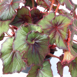 Begonia Curly Fireflush