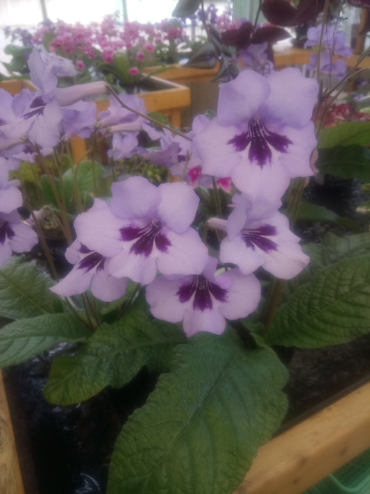 Streptocarpus Heidi - Dibleys