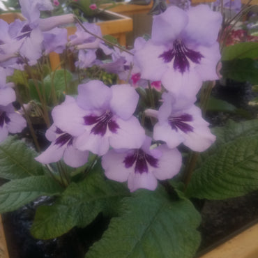 Streptocarpus Heidi