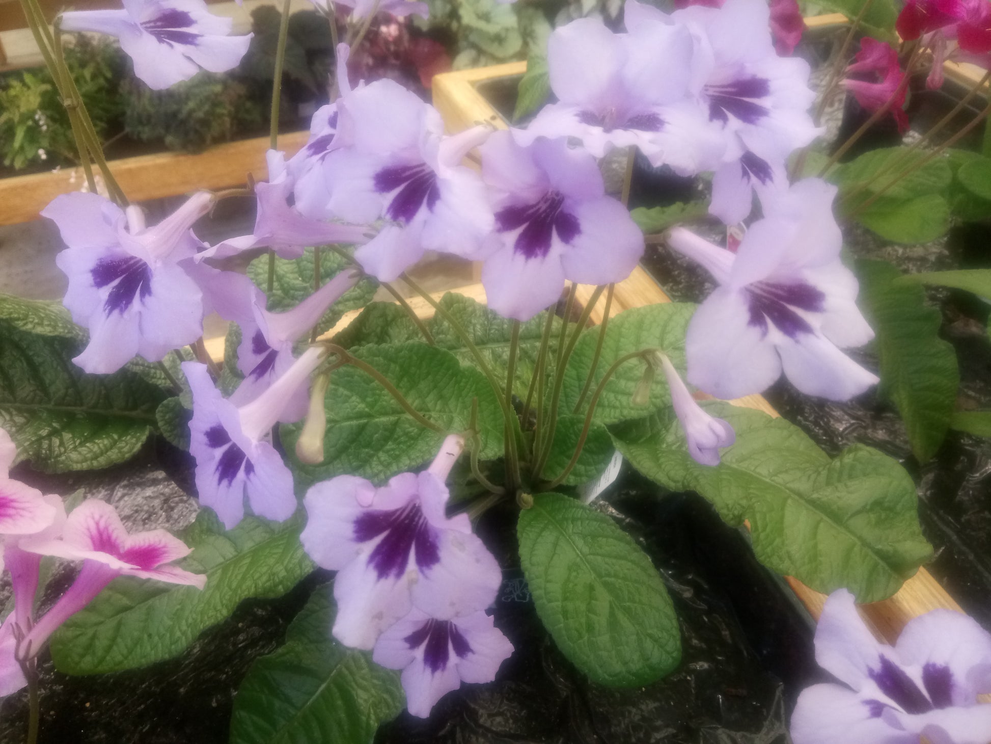 Streptocarpus Heidi - Dibleys