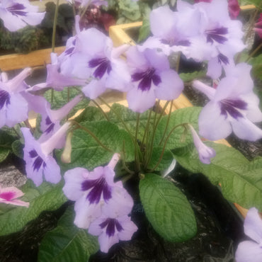 Streptocarpus Heidi