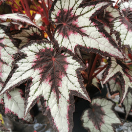 Begonia Dark Eyes