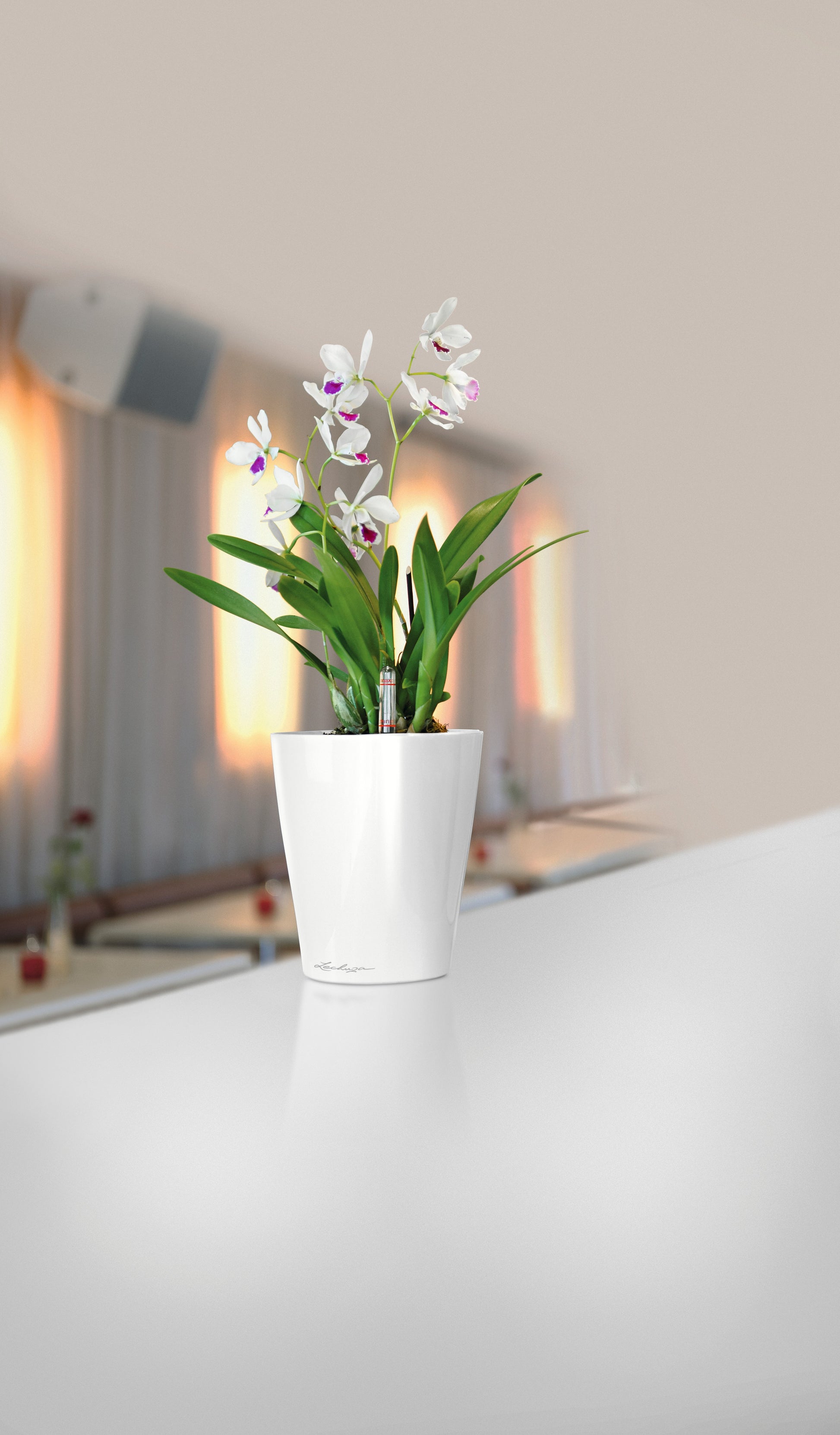 Self-watering Lechuza Medium Deltini - Dibleys