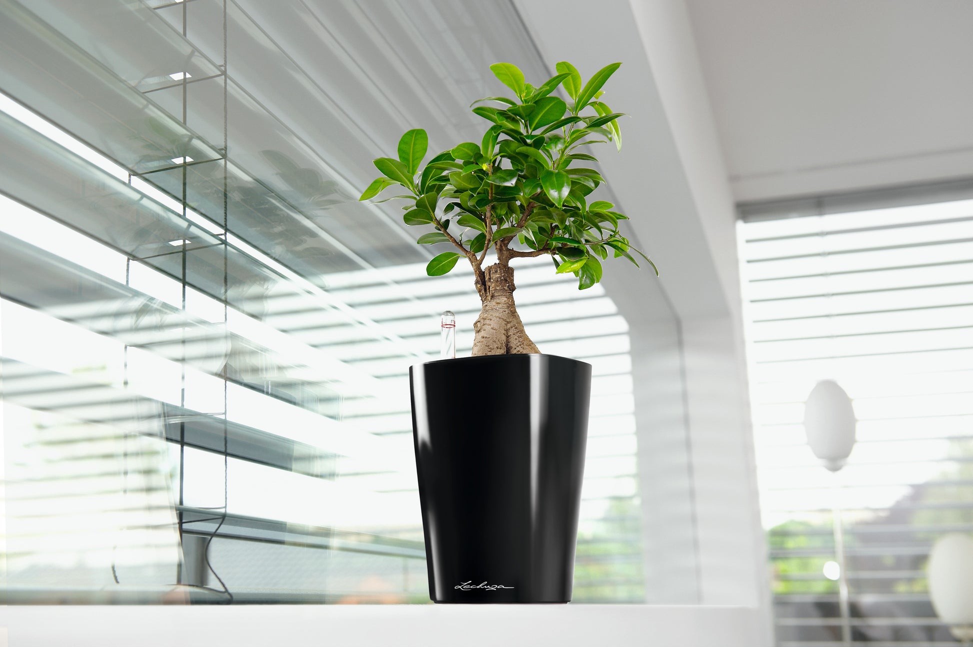 Self-watering Lechuza Medium Deltini - Dibleys