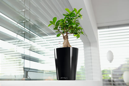 Self-watering Lechuza Medium Deltini - Dibleys