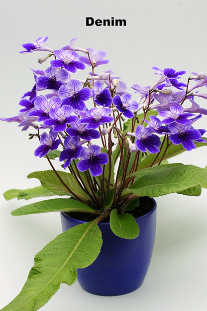 Streptocarpus Fleischle Collection A & B - Dibleys